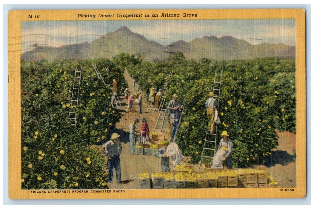 1954 Picking Desert Grapefruit In An Arizona Grove Deming NM Posted  Postcard