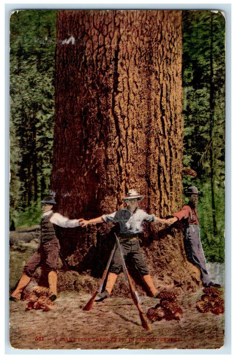 1909 A Giant Pine Tree 29ft In Circumference Measurement Washington WA Postcard