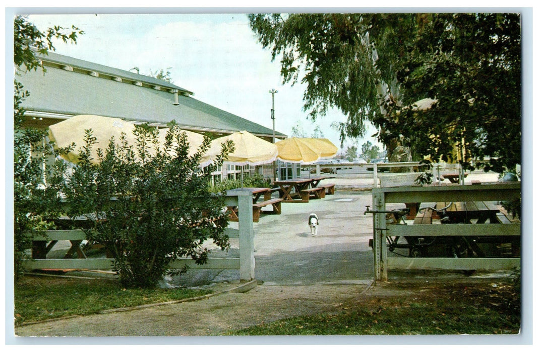 1967 Barn Restaurant Dog Entrance University Of California Riverside CA Postcard