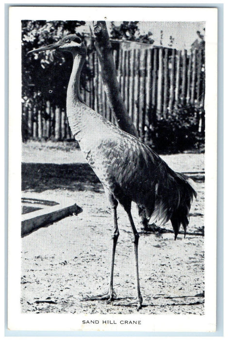 c1950's Sand Hill Crane Everglades Wonder Gardens Bonita Springs FL Postcard