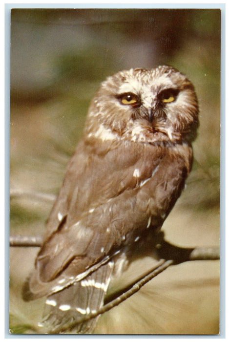 c1950 Whet Owl Mary Gray Bird Sanctuary Connersville Indiana IN Vintage Postcard