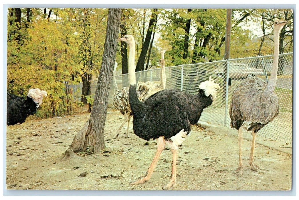 c1950's Ostriches Large Flightless Como Park Zoo St. Paul Minnesota MN Postcard