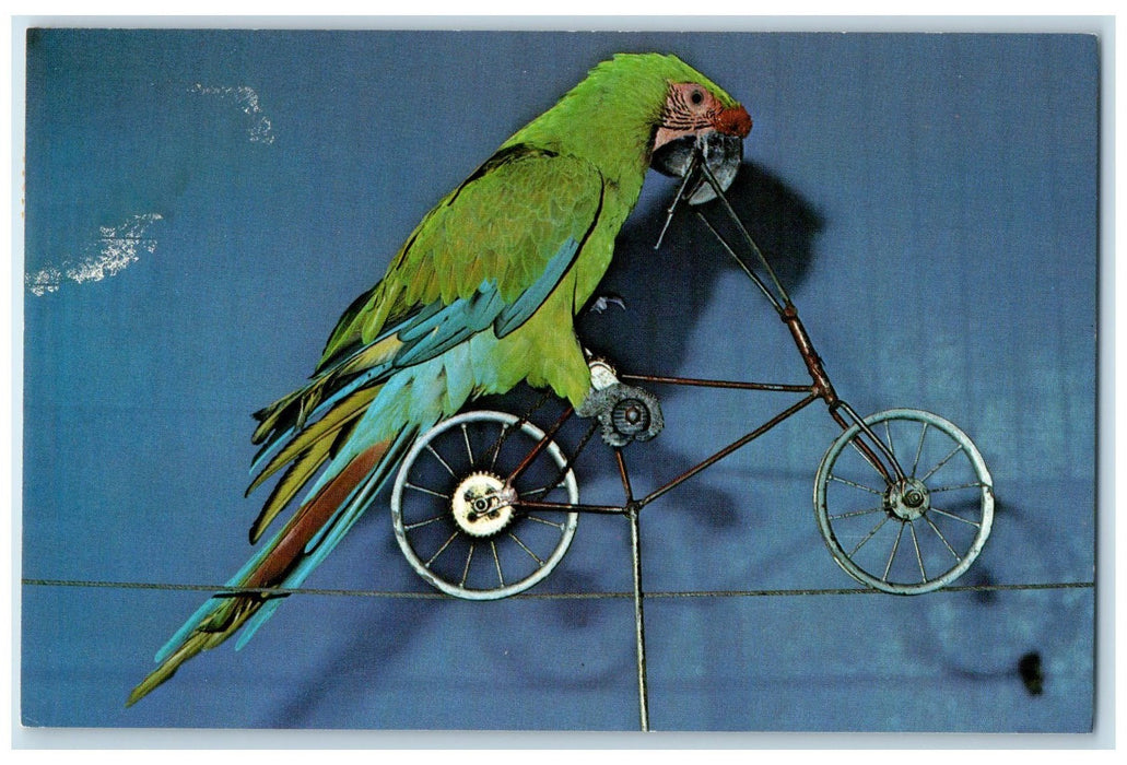 c1950 Ft. Myers Wildlife Gardens Parrots Birds Show North Ft. Myers FL Postcard