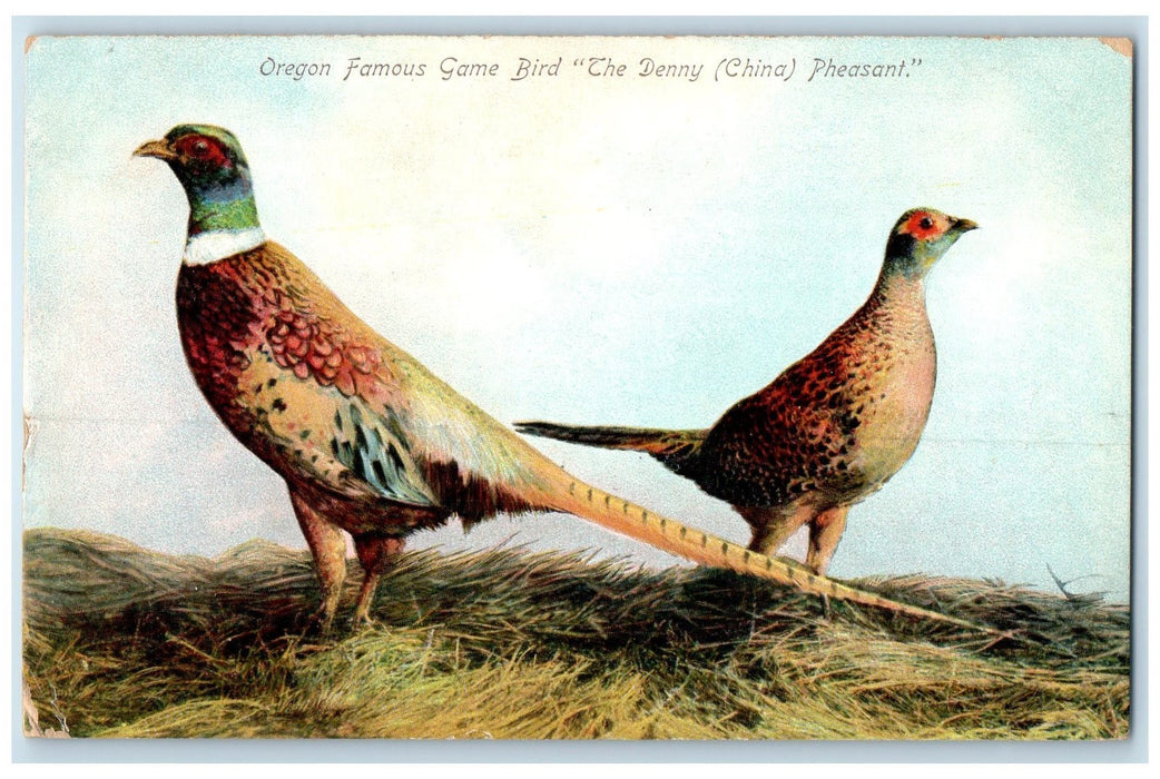 c1905 Oregon Famous Game Bird Denny China Pheasant Ring Necked Bird OR Postcard