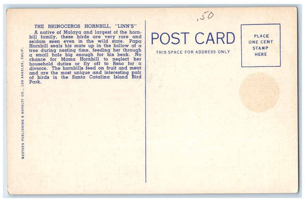 c1940 Rhinoceros Hornbill Bird Park Santa Catalina Island California CA Postcard