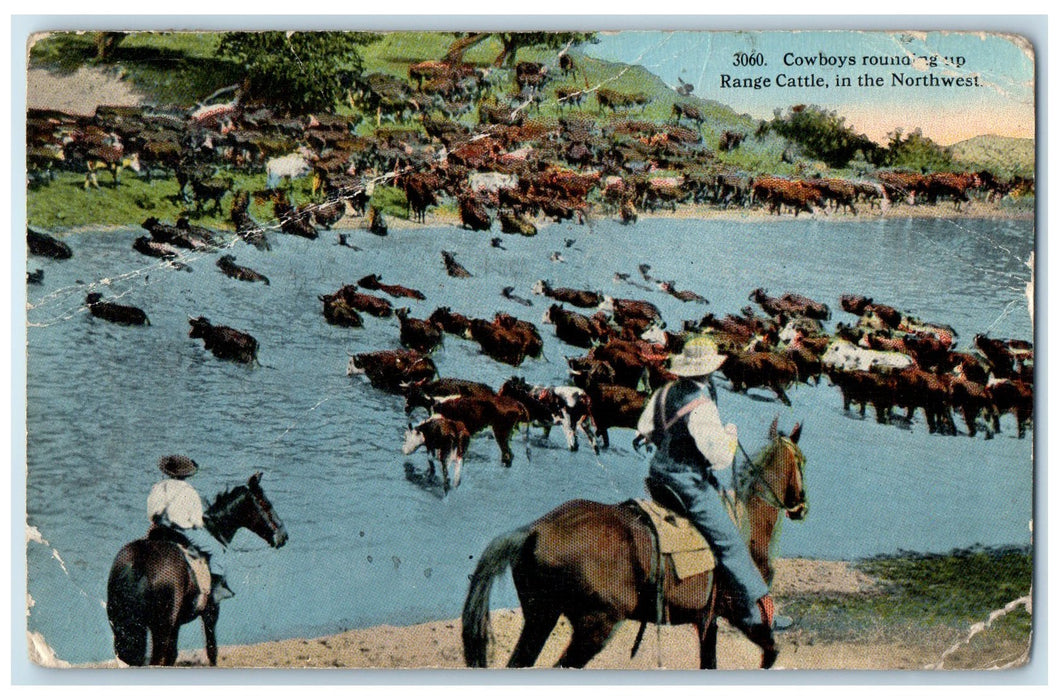 1916 Cowboys Rounding Up Range Cattle In Northwest Horse Back Riding Postcard
