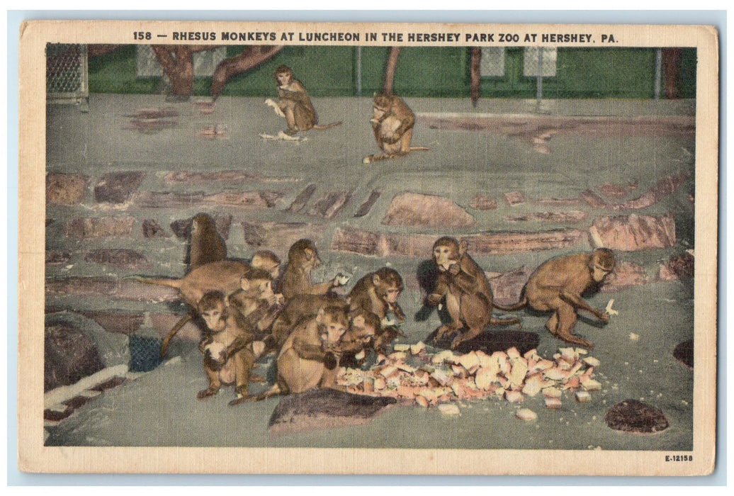 c1940 Rhesus Monkeys Luncheon Hershey Park Zoo Hershey Pennsylvania PA Postcard