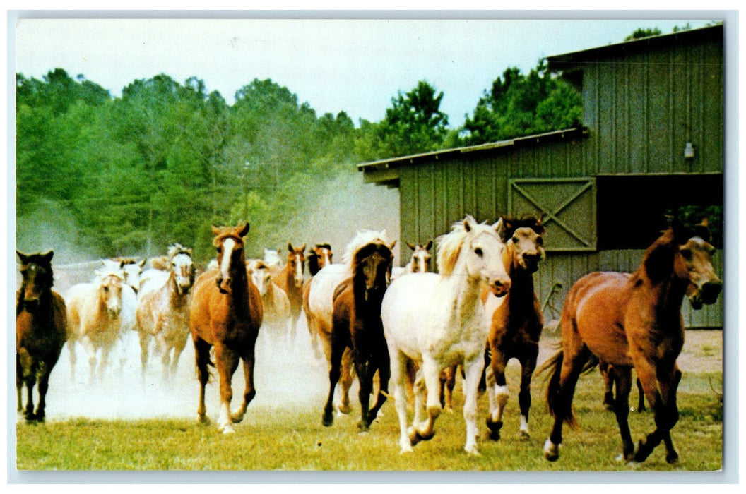 c1950's Triple-R Ranch Summer Camp For Children Chesapeake Virginia VA Postcard