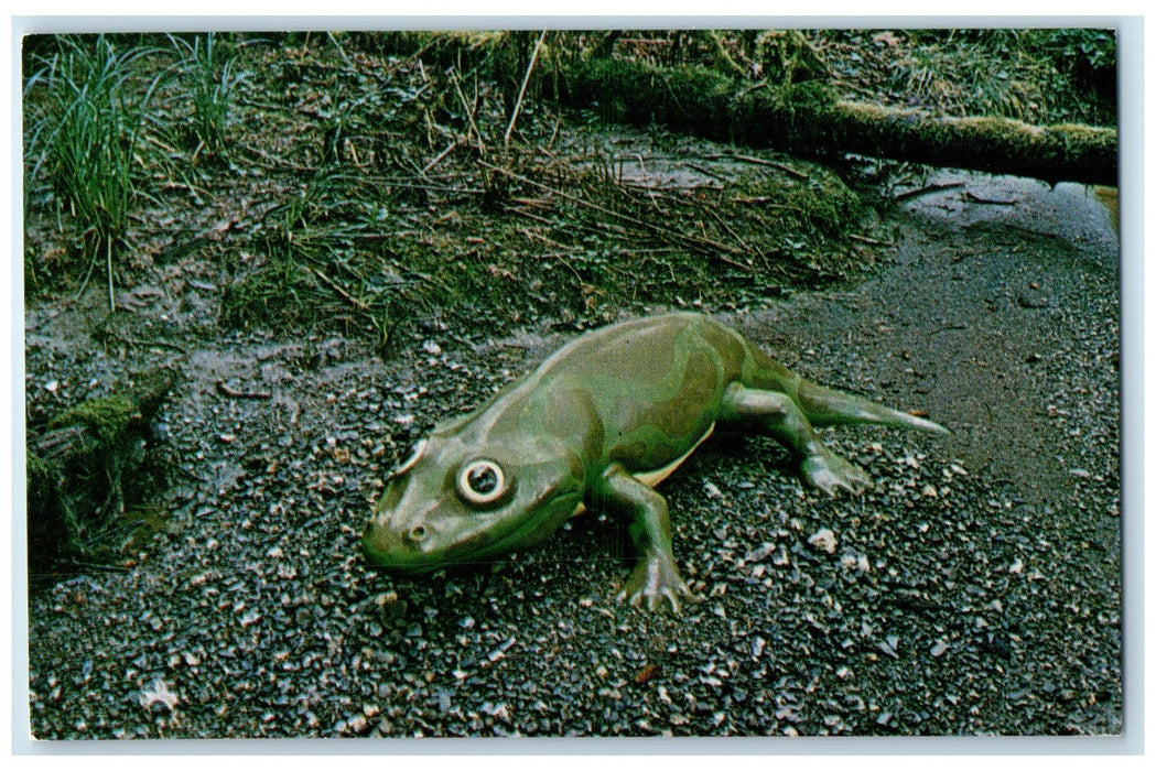c1950 Eryops Drawn Out Eye Labyrinthodont Amphibian Oregon OR Unposted Postcard