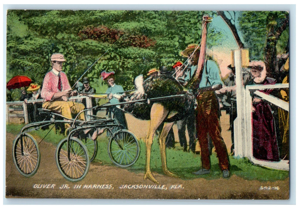 c1910 Oliver Jr In Harness Cigar Co. Ostrich Buggy Jacksonville Florida Postcard