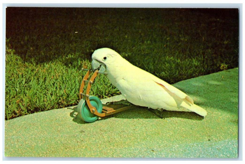 c1950 Tonto Scooter Rides At The Parrot Jungle White Miami Florida FL Postcard