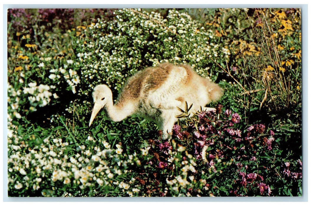 c1950's International Crane Foundation Duckling Baraboo Wisconsin WI Postcard