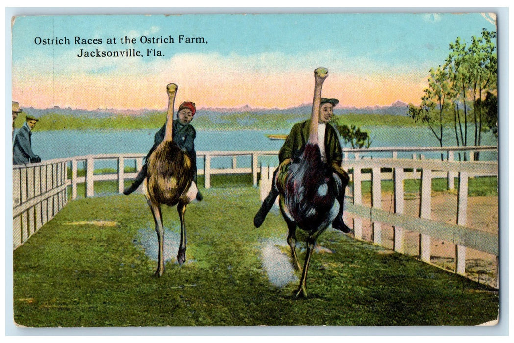 1914 Ostrich Races At The Ostrich Farm Jacksonville Florida FL Posted Postcard