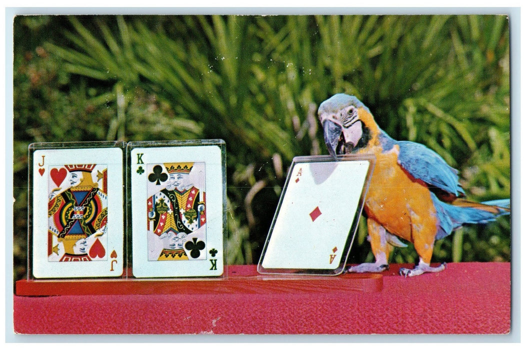 1975 Macaw Playing Card Trained Bird Show Video Weeki Wachee Florida FL Postcard