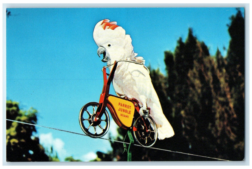 c1950's Pinky Cockatoos Perform High Wire Parrot Jungle Miami Florida Postcard