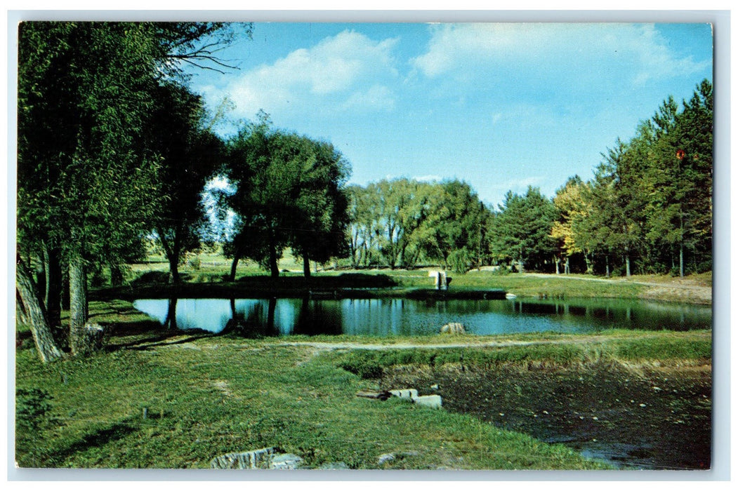 c1960's Fish Hatchery Trees Scene Near Woodruff Wisconsin WI Unposted Postcard