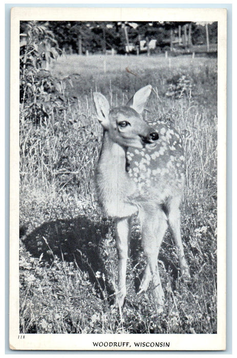 c1960's Scenic View Of Deer Woodruff Wisconsin WI Unposted Vintage Postcard