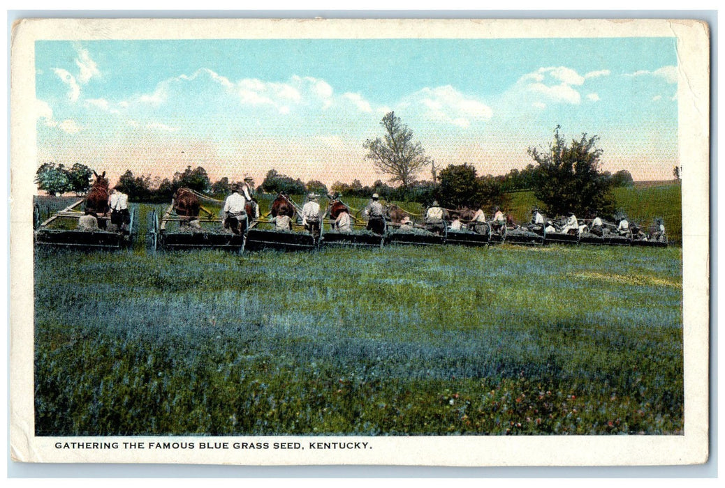 c1910s Gathering The Famous Blue Grass Seed Kentucky KY Unposted Horses Postcard