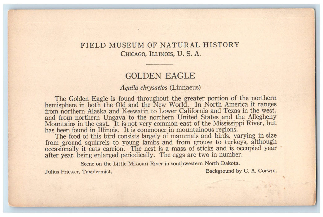 c1910's Golden Eagle Field Museum Natural History Chicago Illinois IL Postcard