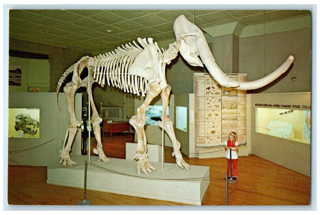 c1960s Mammuthus Parelephas Columbi At Museum Fort Robinson Nebraska NE Postcard