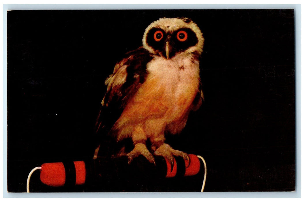 c1960's Little Nemo Owl Brought By Indians Ocala Florida FL Unposted Postcard
