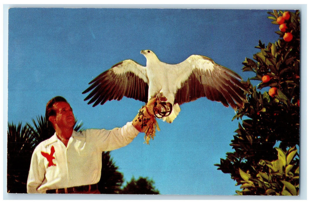 c1960's BPI Solo White Breasted Sea Eagle Ocala Florida FL Unposted Postcard