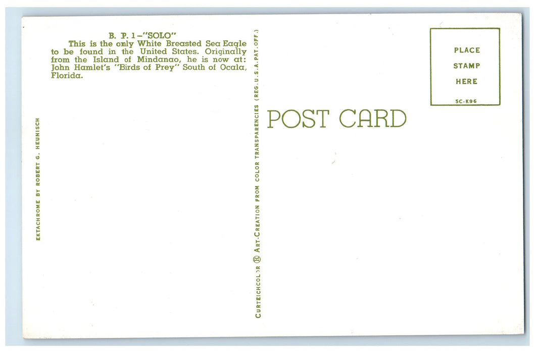 c1960's BPI Solo White Breasted Sea Eagle Ocala Florida FL Unposted Postcard