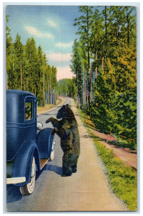 c1940's A Bear Beggar Yellowstone National Park Wyoming WY Unposted Car Postcard