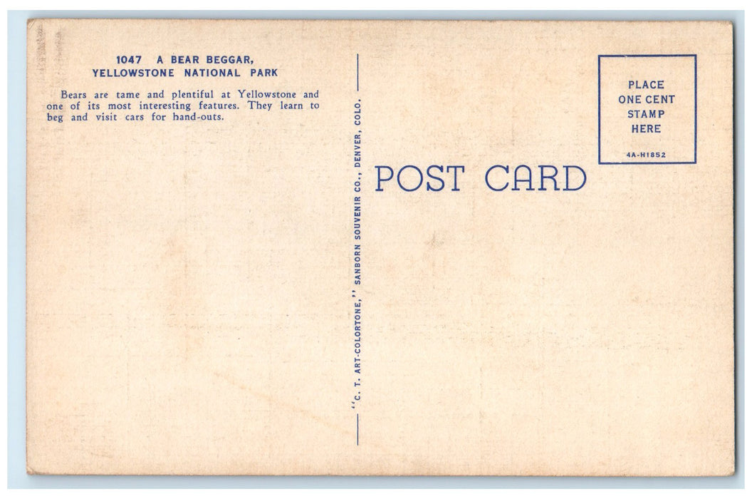 c1940's A Bear Beggar Yellowstone National Park Wyoming WY Unposted Car Postcard