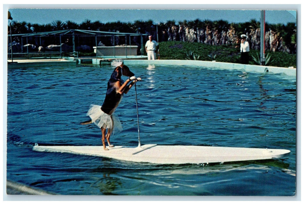 c1960s Trained Dog Rides Surfboard By Porpoise St. Augustine Florida FL Postcard