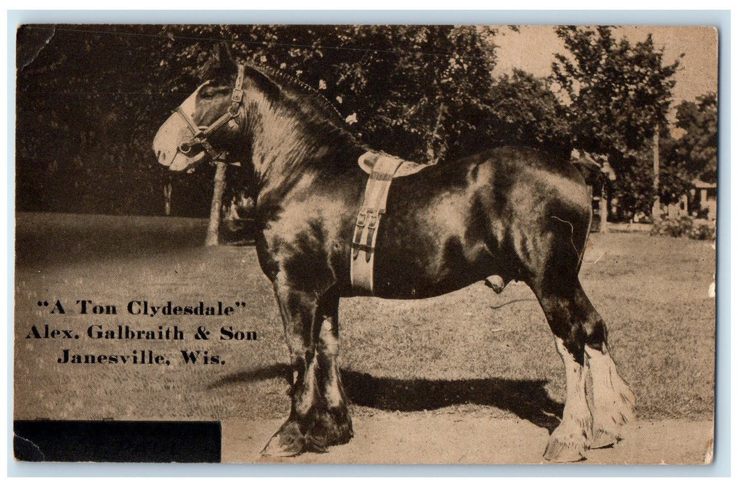 c1905 Clydesdale Alex Galbaraith & Son Horse Farm Janesville Wisconsin Postcard