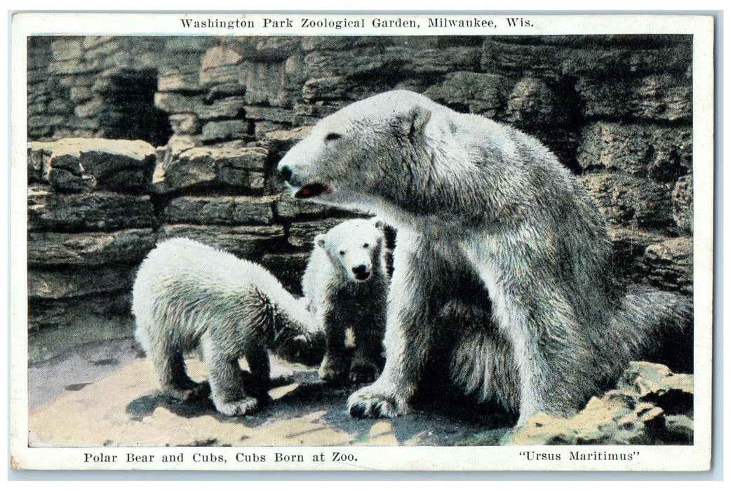 c1920 Washington Park Zoological Garden Polar Bear Milwaukee Wisconsin Postcard