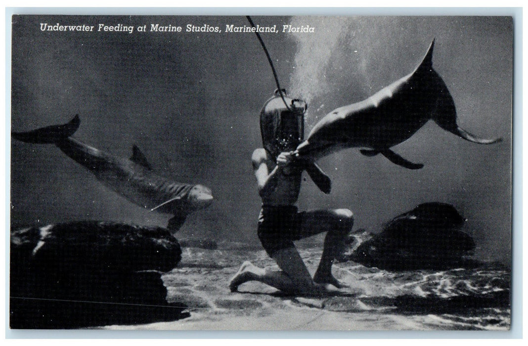1941 Underwater Feeding Dolphins At Marine Studious Marineland Florida Postcard