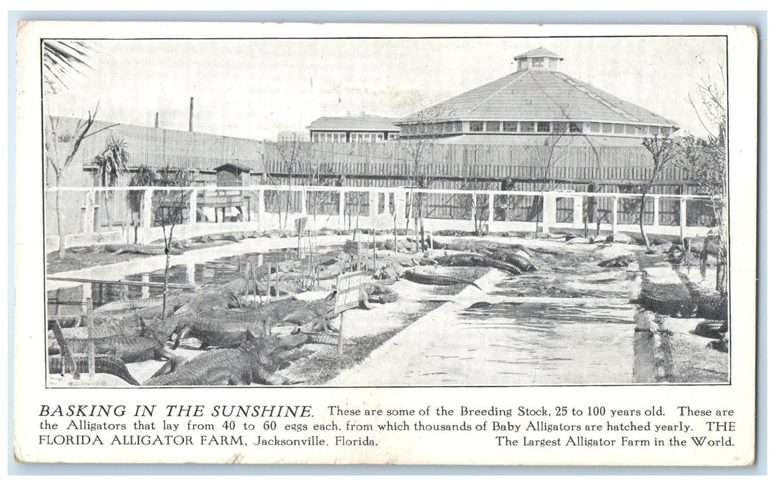 c1940s Basking Scene Florida Alligator Farm Jacksonville Pennsylvania Postcard