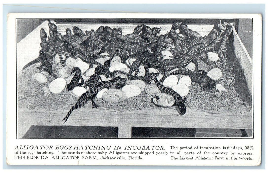 c1940s Alligator Eggs Hatching In Incubator Jacksonville Pennsylvania Postcard
