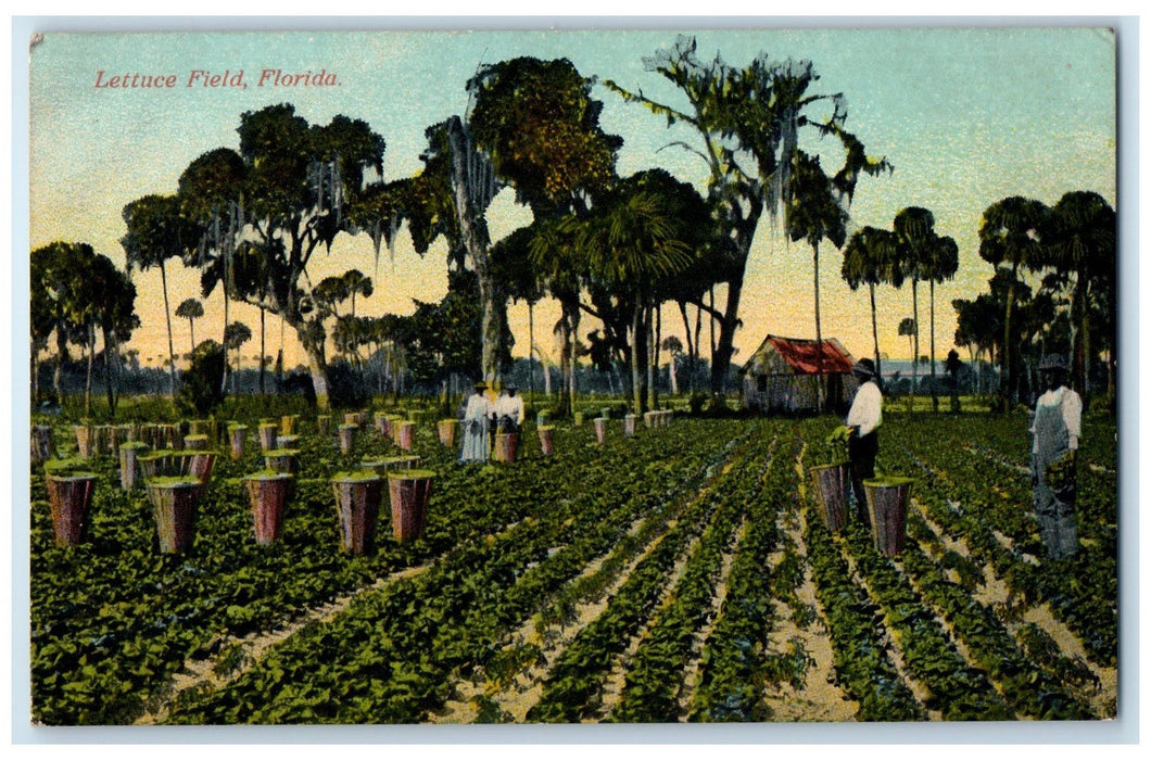 c1905s Farming Lettuce Field And Cabin Jacksonville Florida FL Unposted Postcard