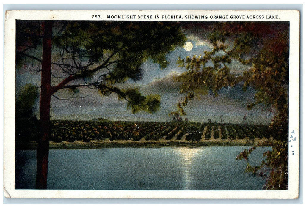 c1940's Orange Grove Across Lake Moonlight Scene Sarasota Florida FL Postcard